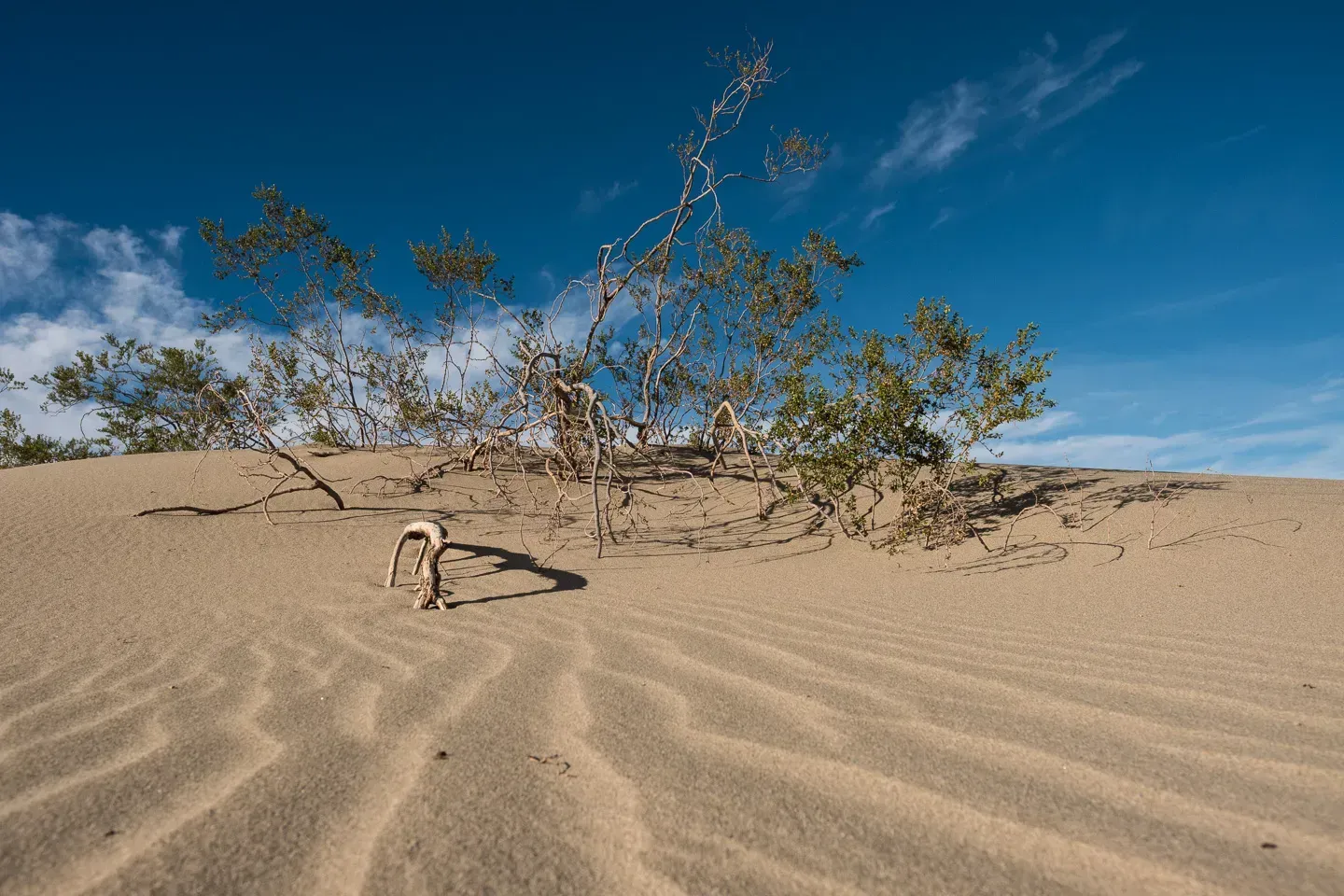 2017 bishopmojave image 36