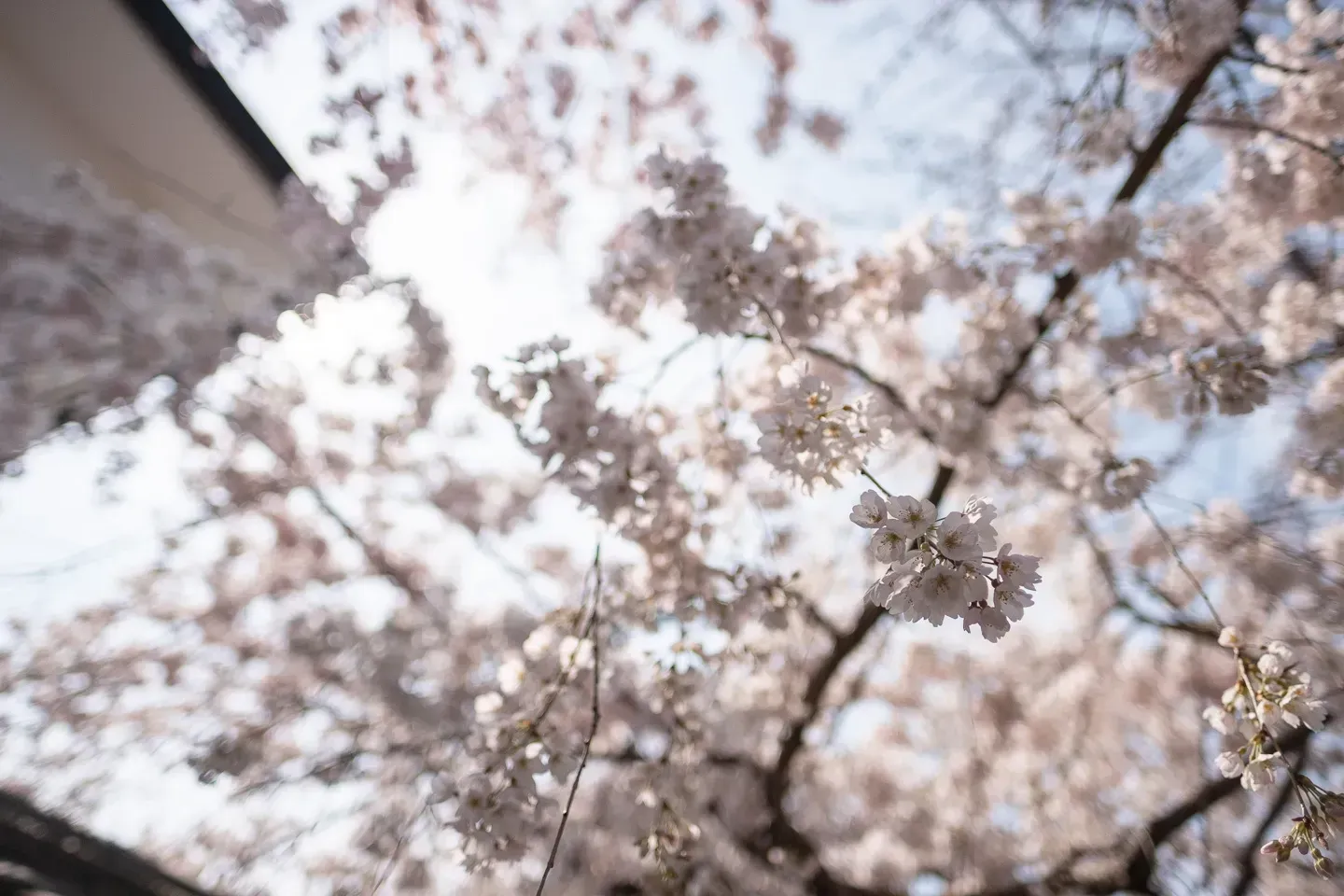 2018 japan image 75
