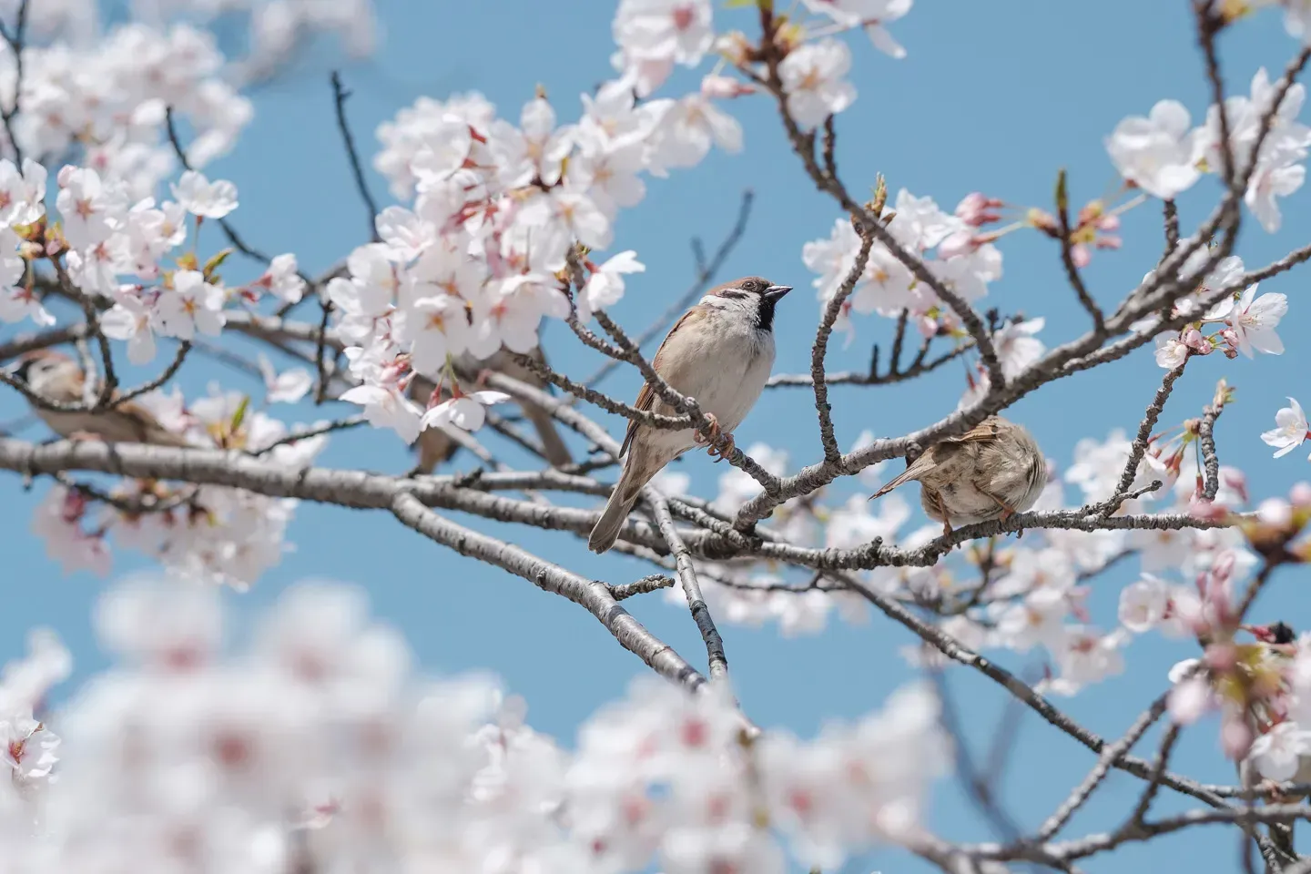 2018 japan image 107
