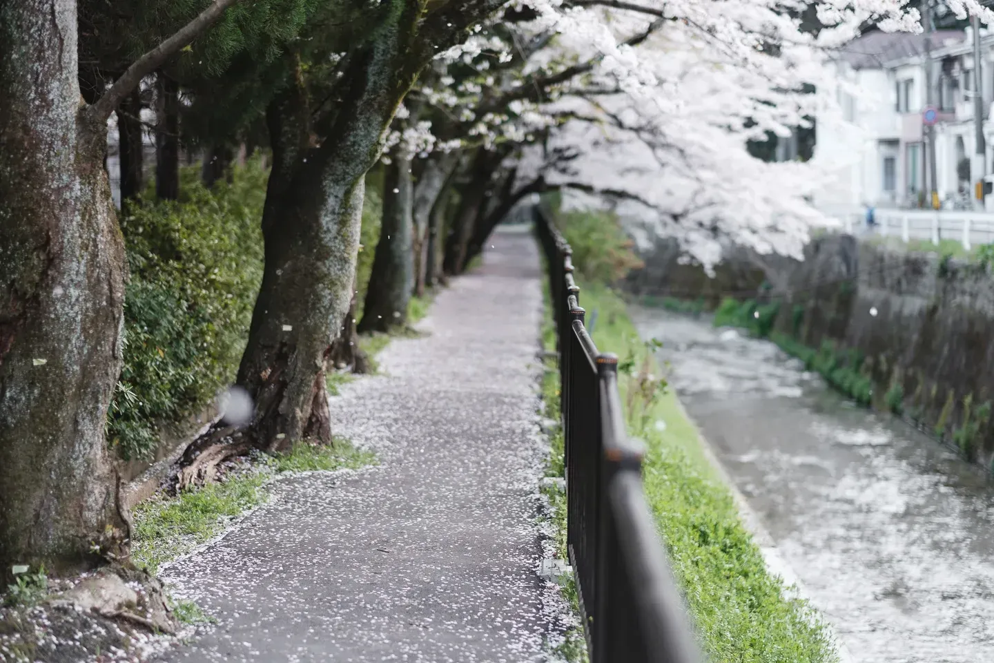 2018 japan image 138