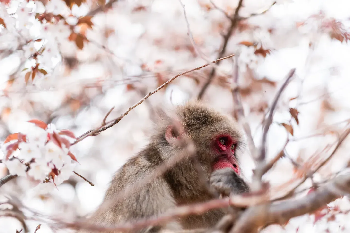 2018 japan image 188