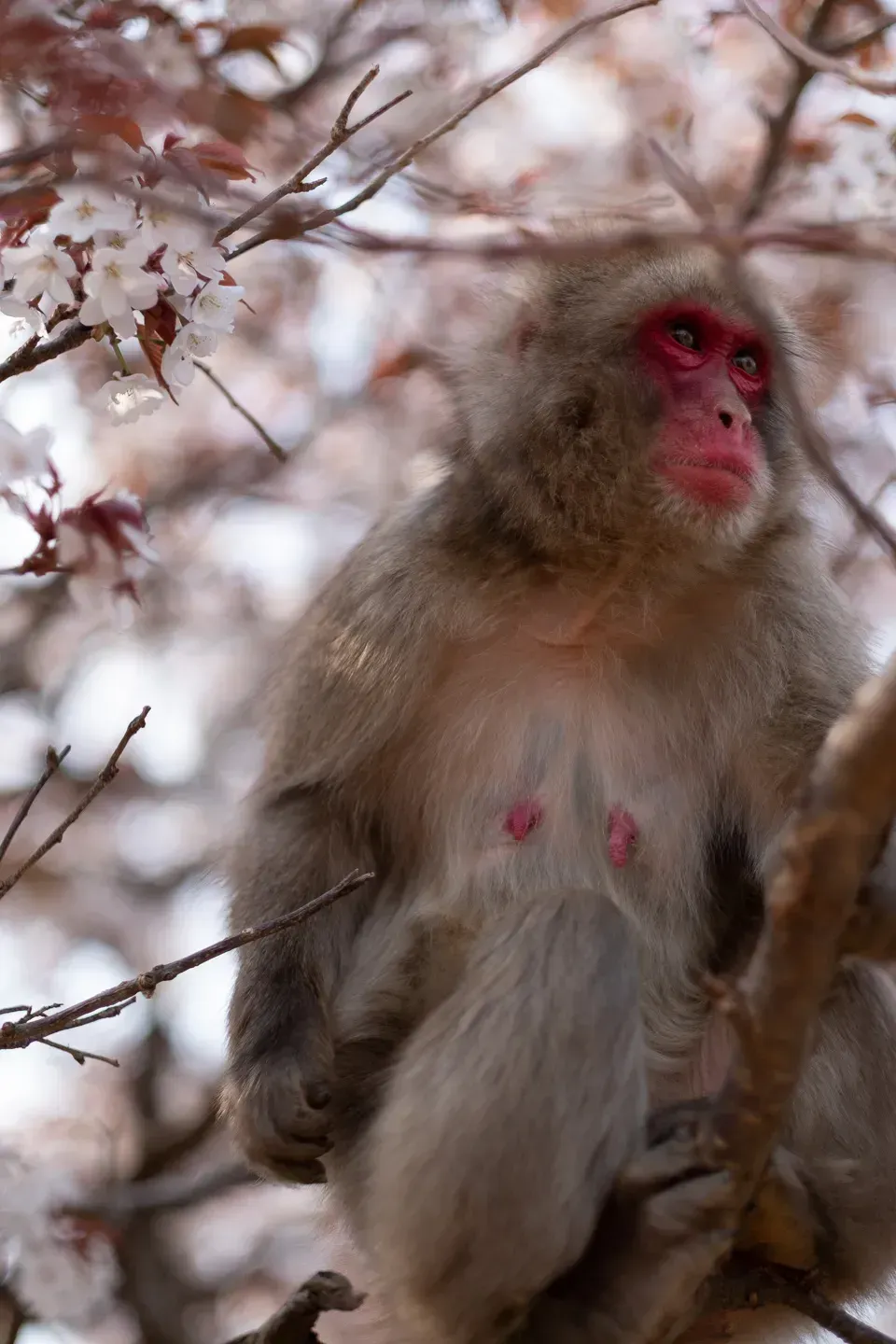 2018 japan image 189