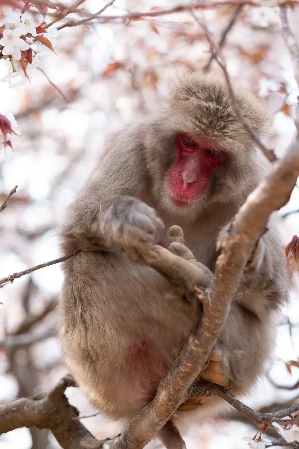 2018 japan image 191