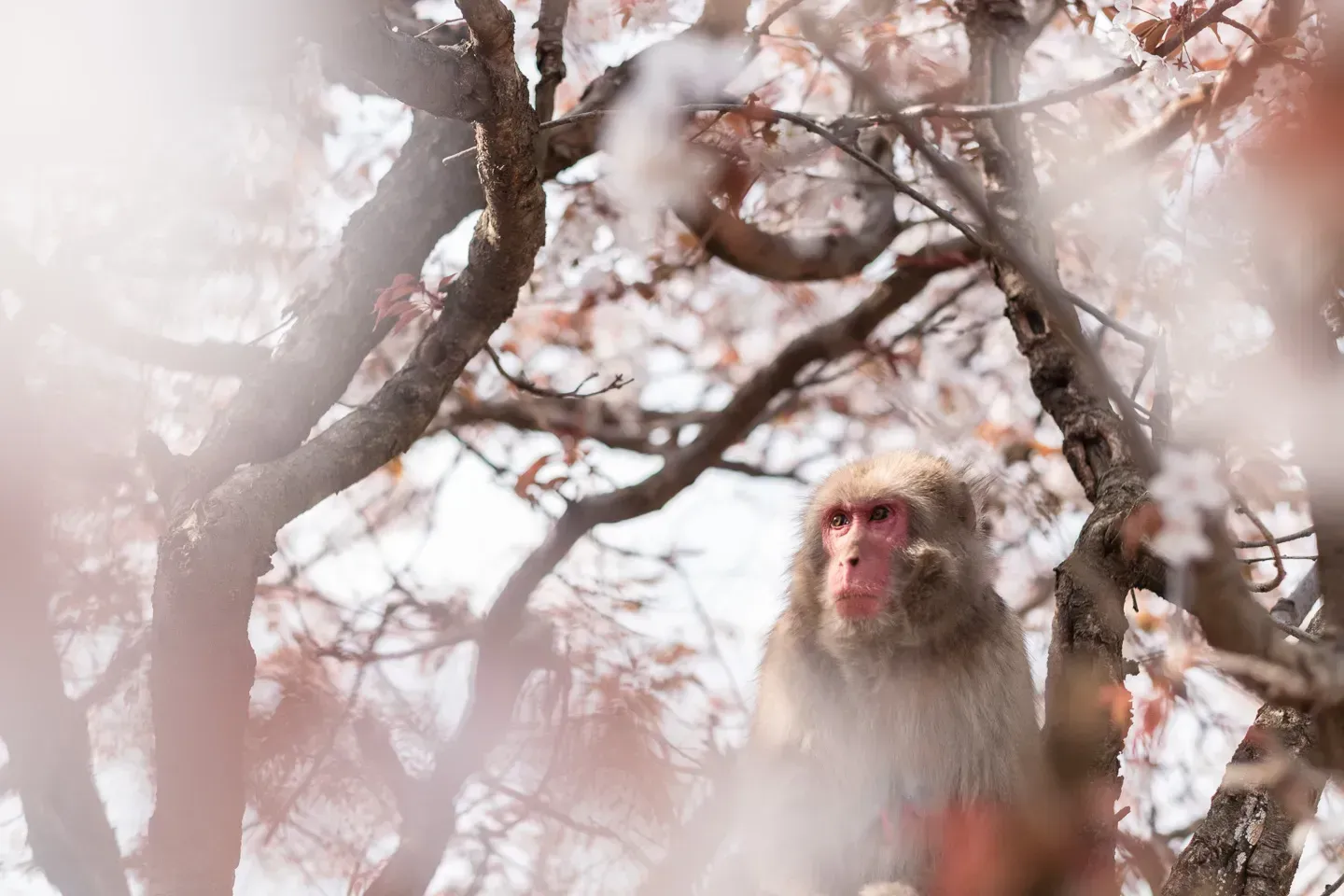2018 japan image 192