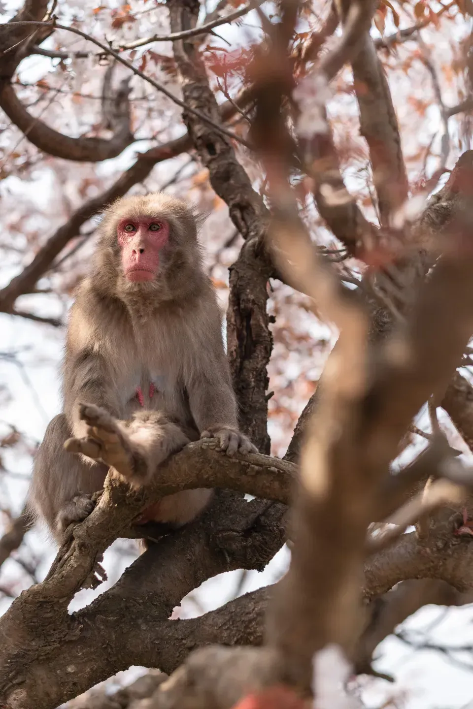2018 japan image 193