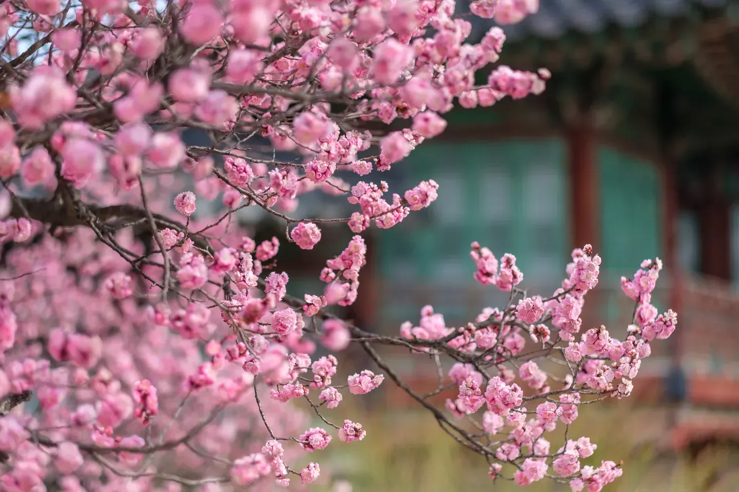 2019 korea image 73