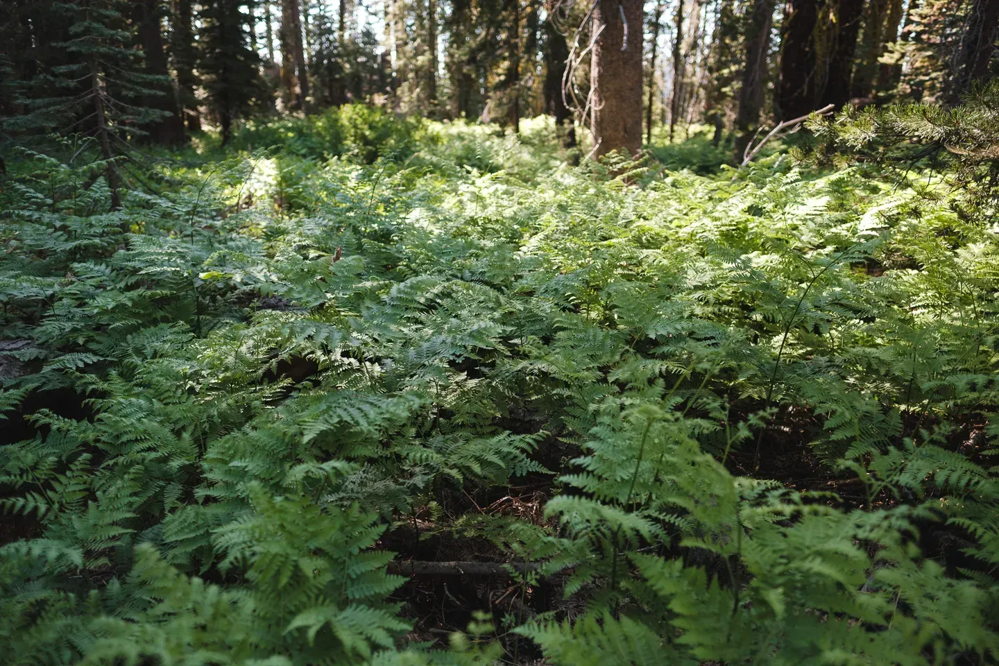 2021 california image 80