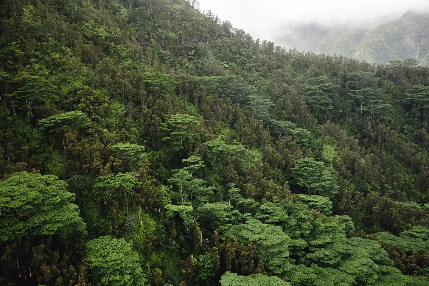 2023 hawaii image 54