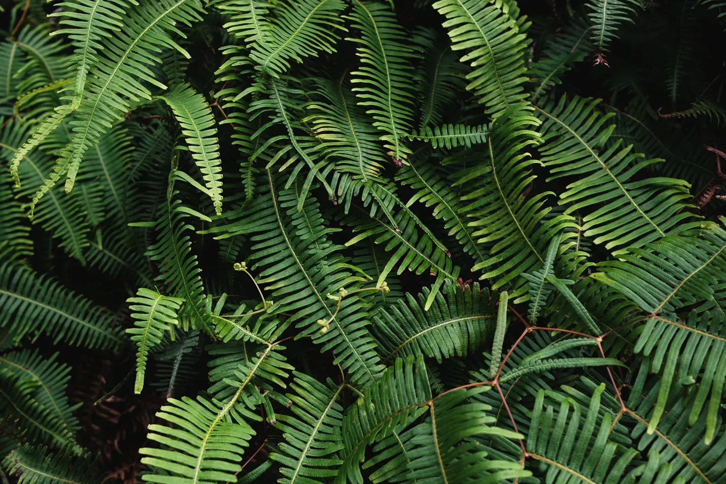 2023 hawaii image 144