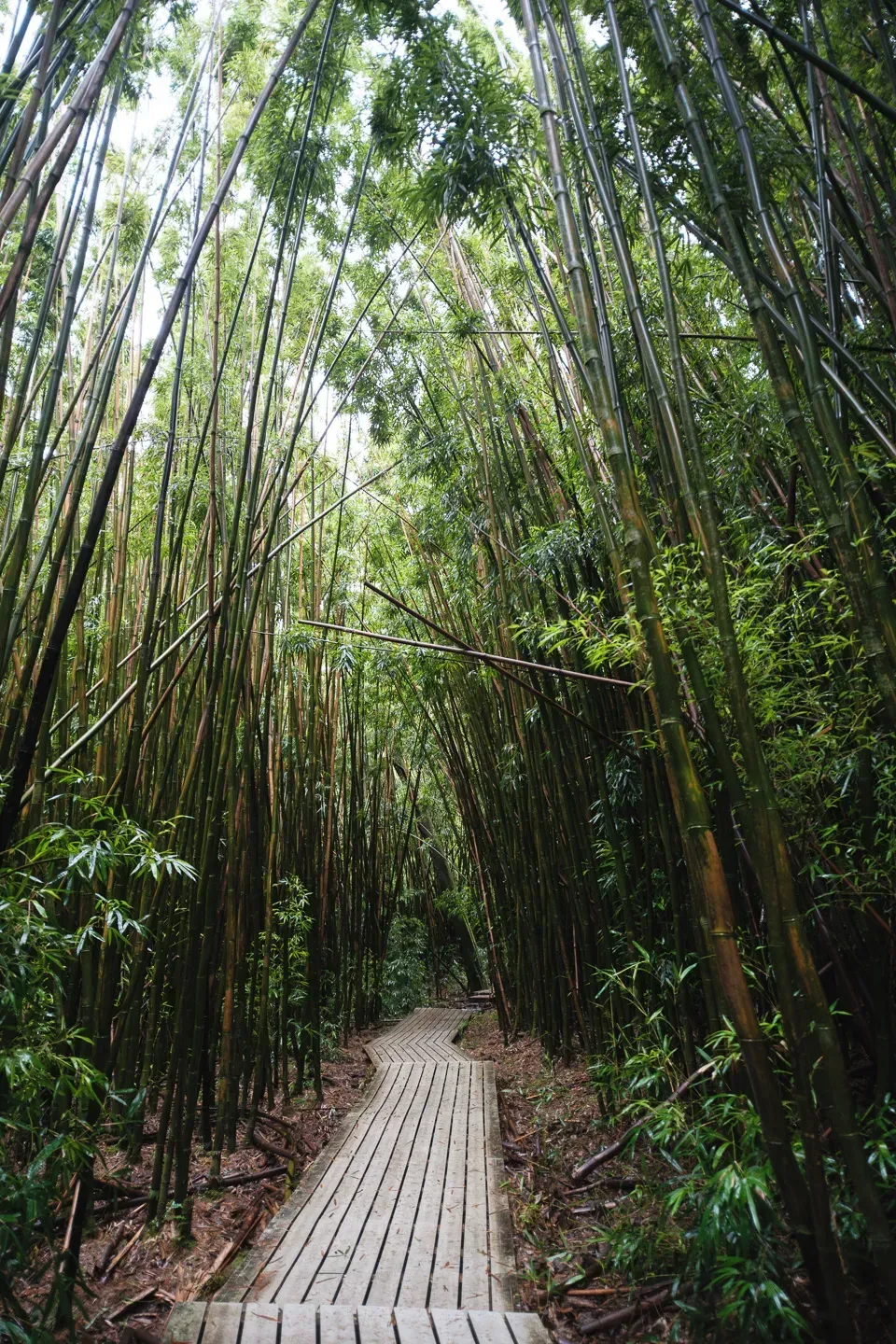 2023 hawaii image 202
