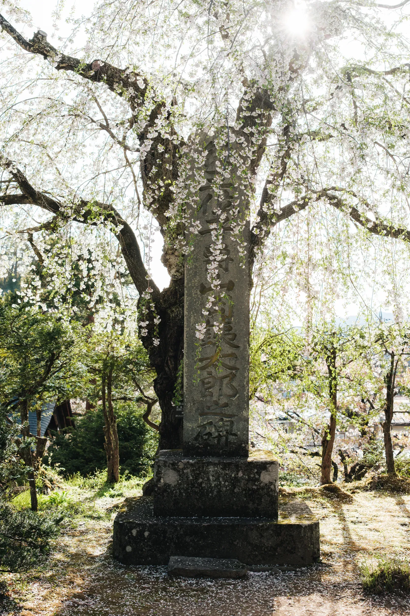2025 japan image 79